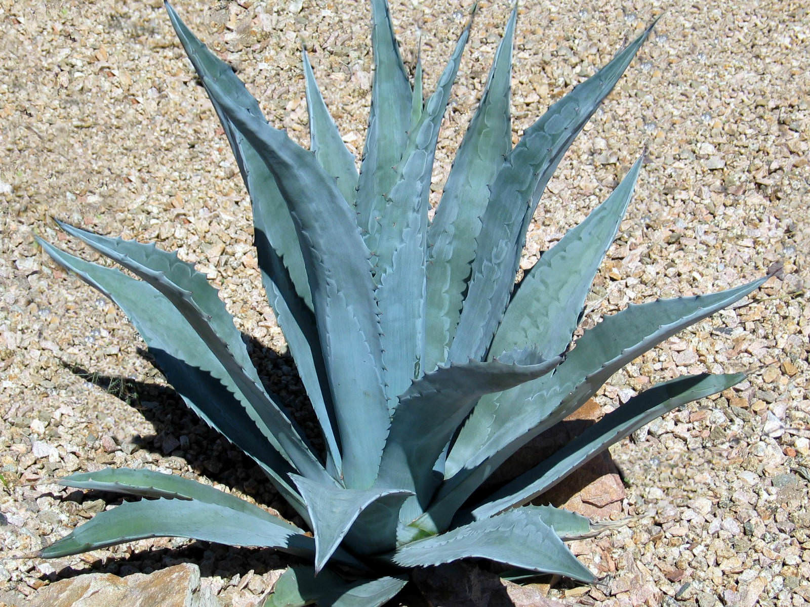 Agave americana (Century Plant, American Aloe) World of