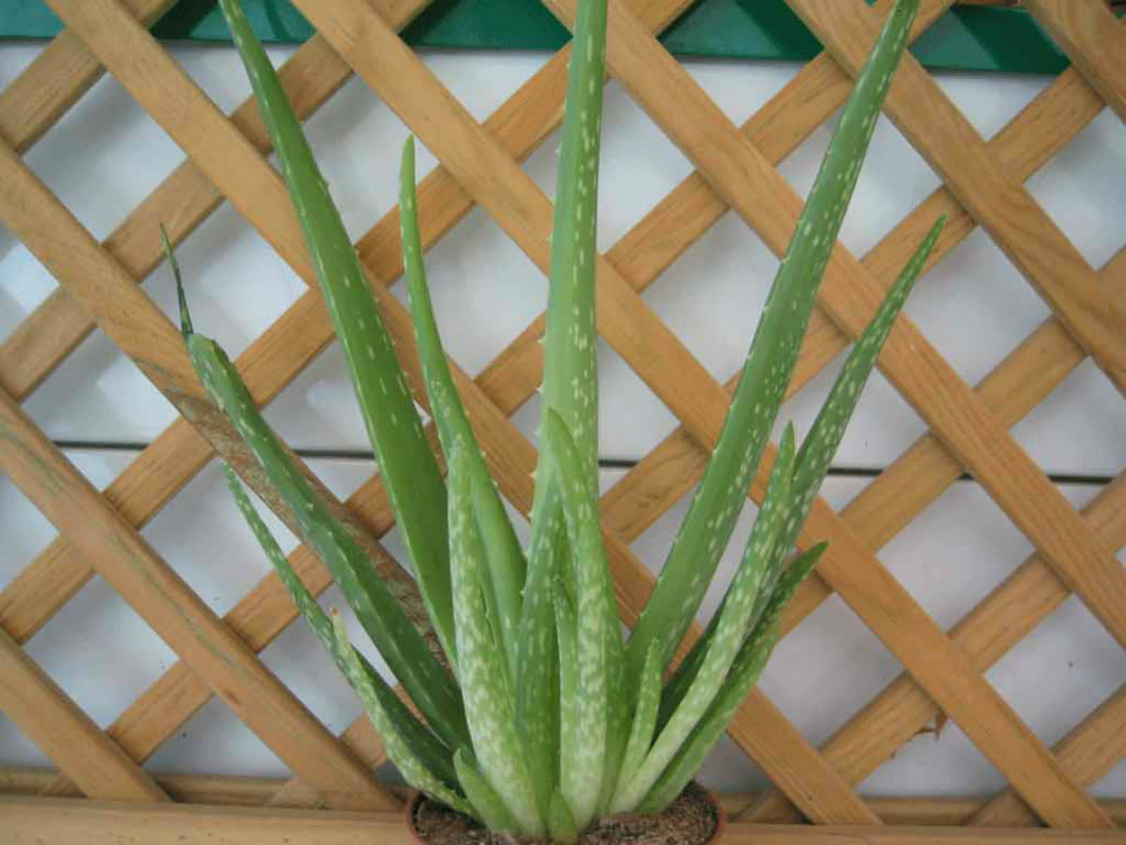 Aloe vera  Medicinal Aloe, Barbados Aloe  World of Succulents