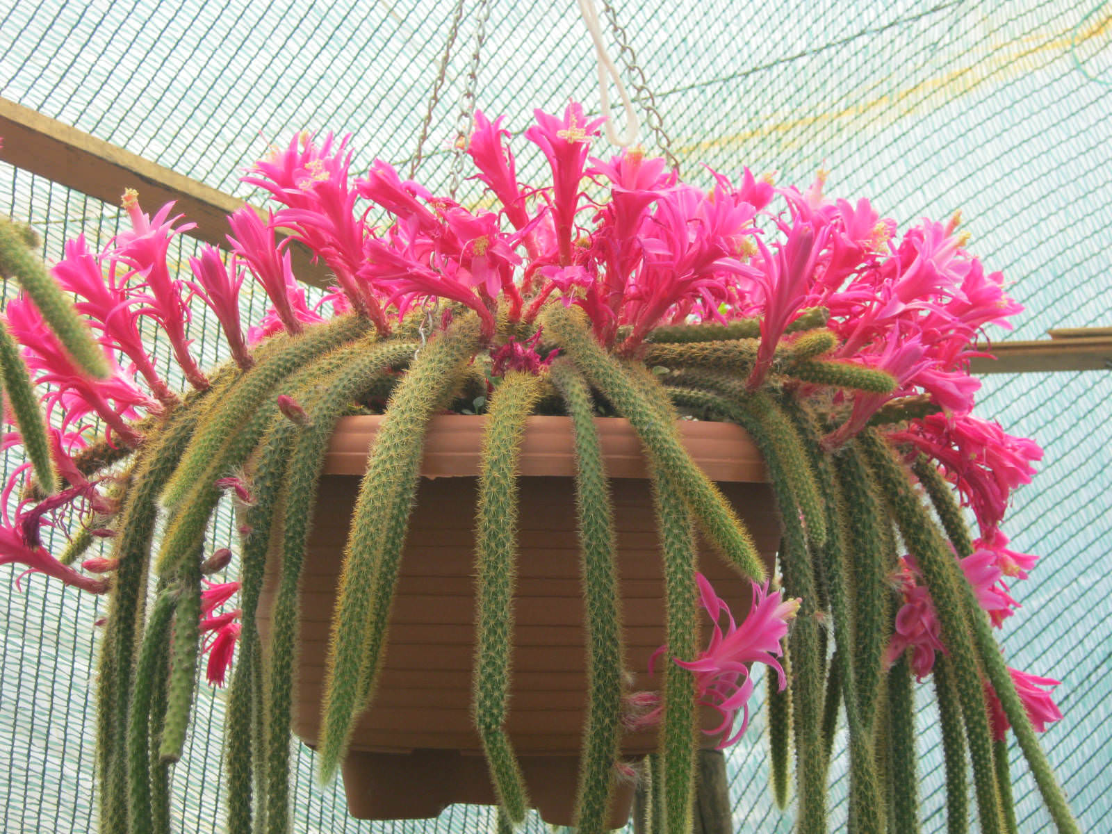 Disocactus flagelliformis (Rat Tail Cactus) World of
