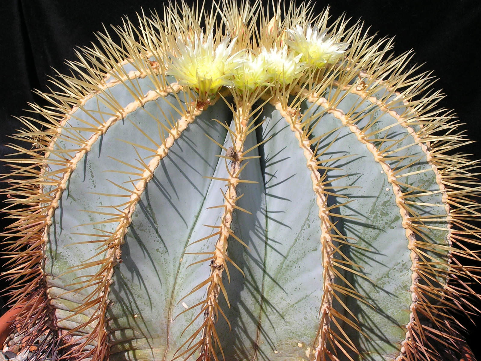 Ferocactus glaucescens (Blue Barrel Cactus) World of