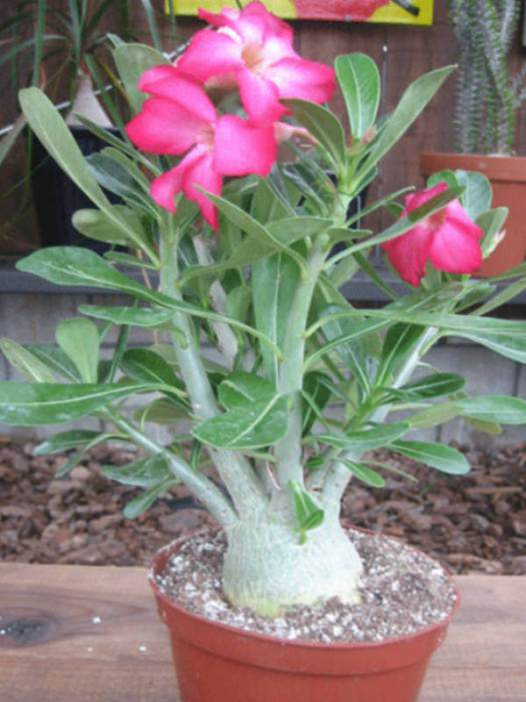 Adenium obesum Desert Rose, Mock Azalea, Impala Lily