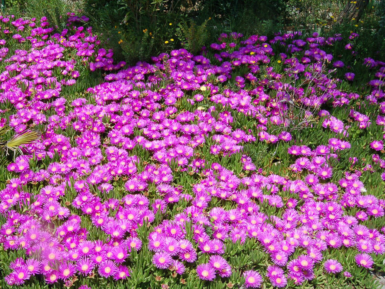 Ice plant hardy flowers open garden purple ground cover delosperma sun right rises pink