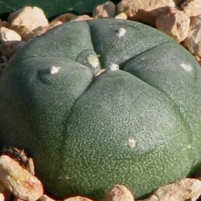 gymno74