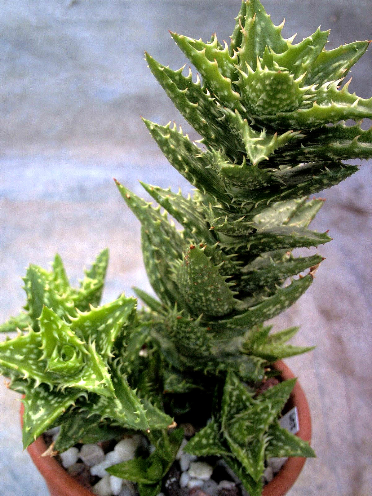 Aloe juvenna Tiger Tooth Aloe World of Succulents