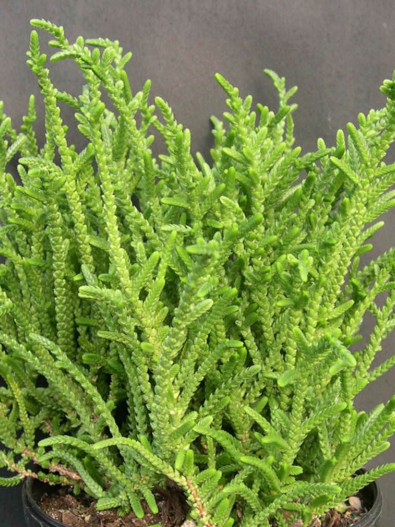Crassula muscosa - Watch Chain, Princess Pine | World of Succulents