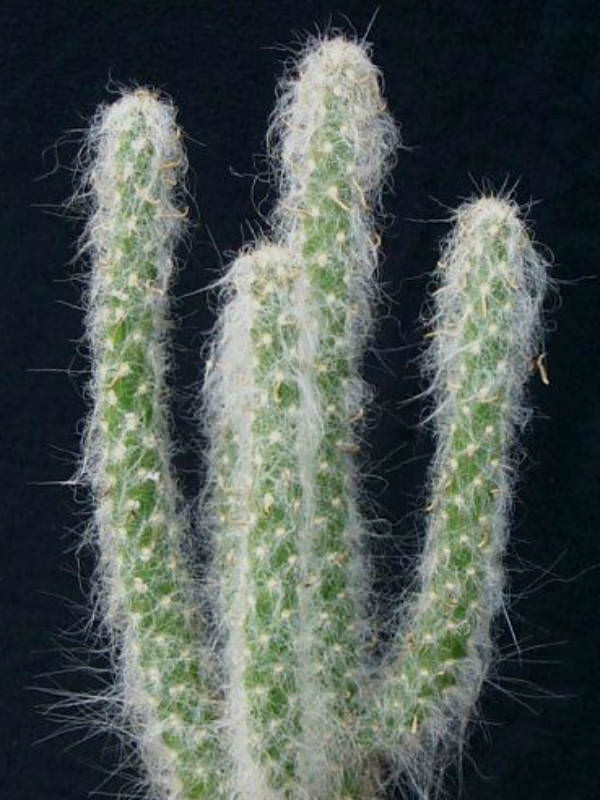 Austrocylindropuntia vestita – Cotton Pole, Cotton Coral, Old Man Opuntia