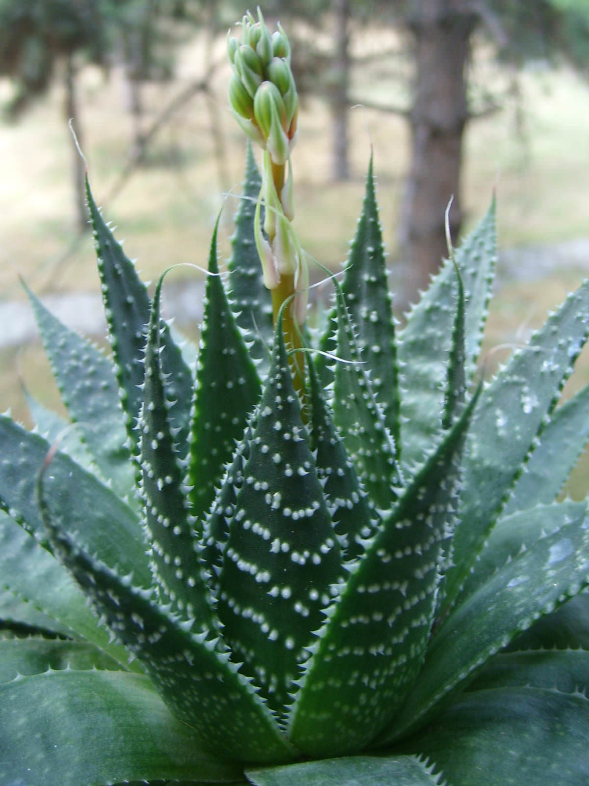 How to Grow and Care for Aloe aristata | World of Succulents