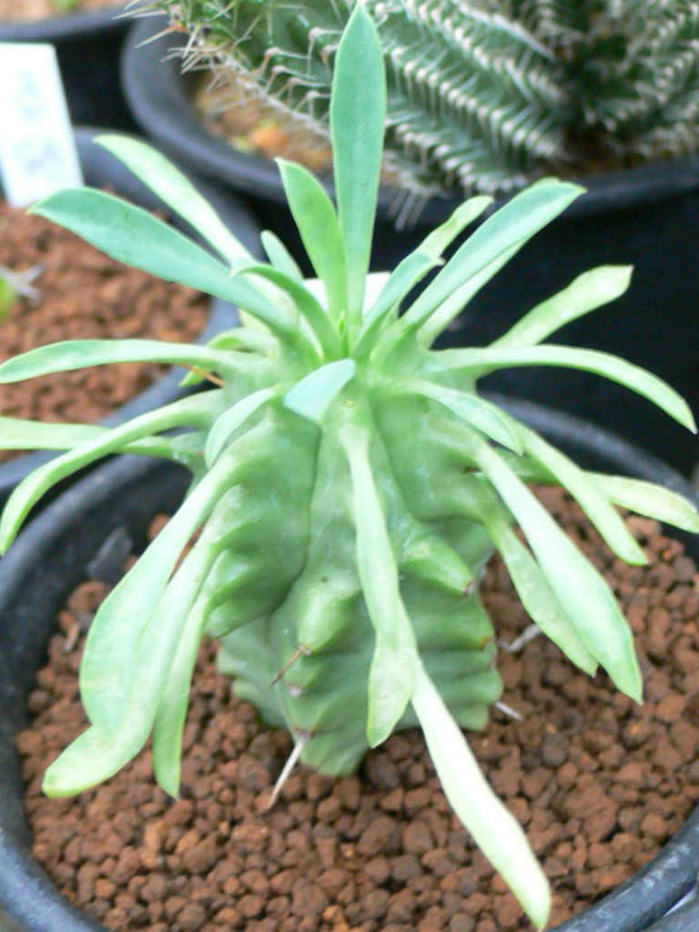 Euphorbia pulvinata Pincushion Euphorbia World of Succulents