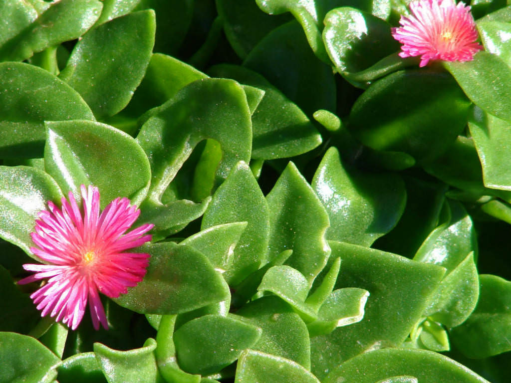 Aptenia cordifolia Baby Sun Rose, Heartleaf Iceplant