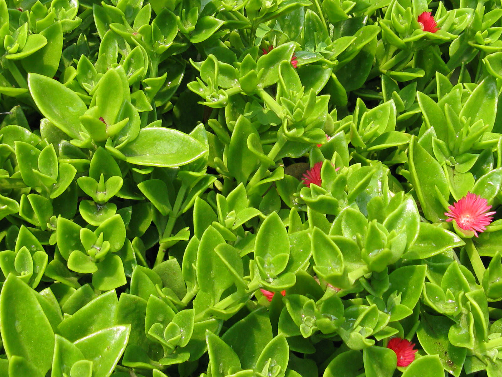 Aptenia cordifolia Baby Sun Rose, Heartleaf Iceplant