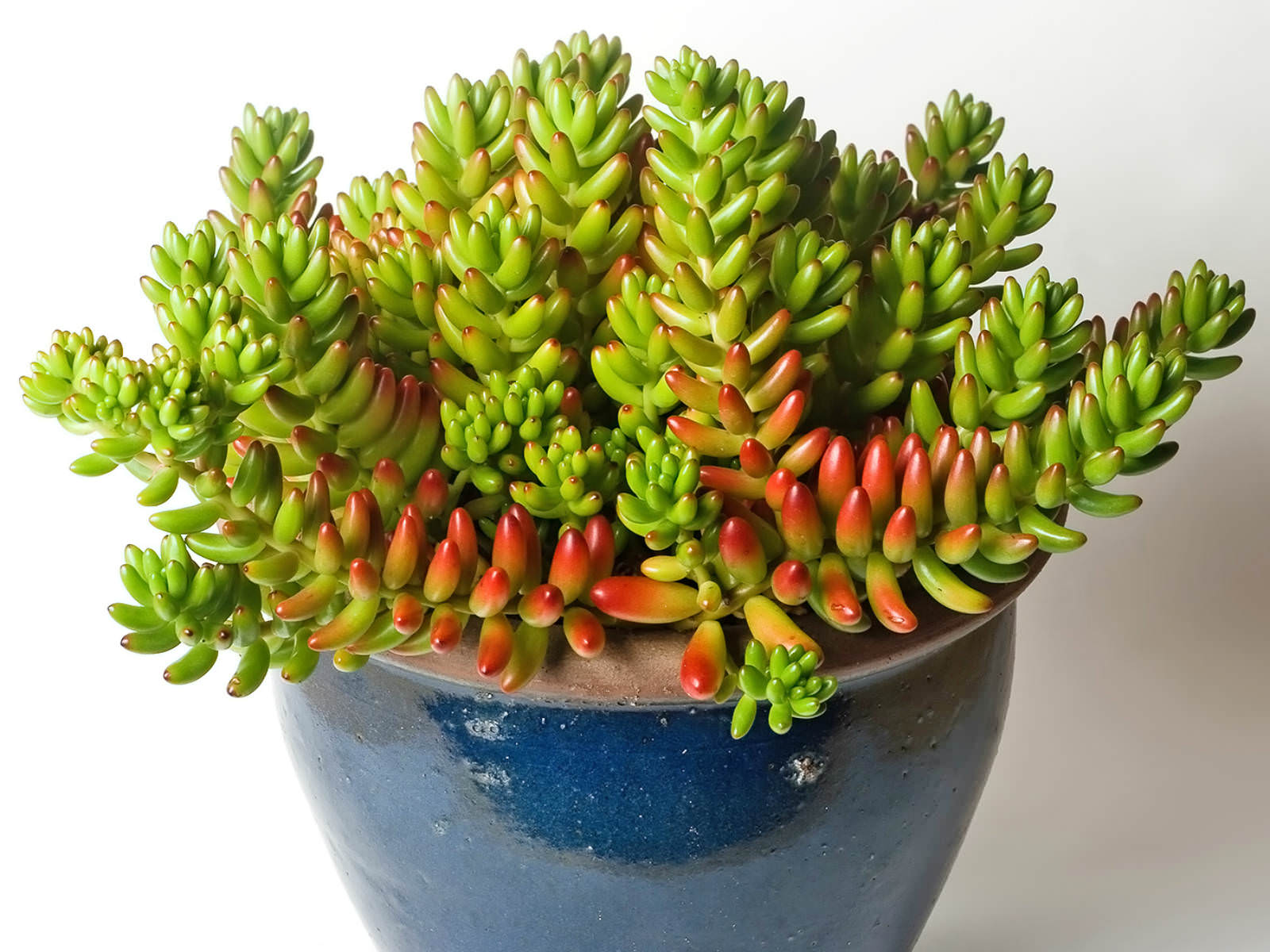 Sedum rubrotinctum Jelly Bean Plant World of Succulents