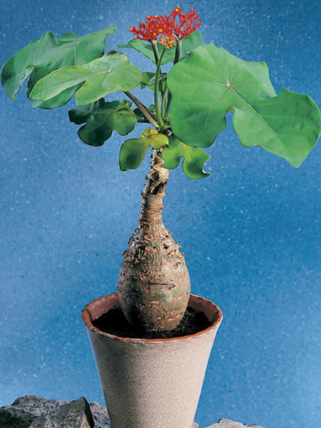 Jatropha podagrica - Buddha Belly, Bottleplant Shrub, Gout Plant