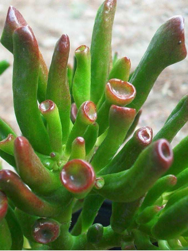 Crassula ovata 'Gollum' Gollum Jade, Trumpet Jade, Hobbit's Pipe Jade World of Succulents Crassula ovata 'Gollum' Gollum Jade, Trumpet Jade, Hobbit's Pipe Jade World of Succulents