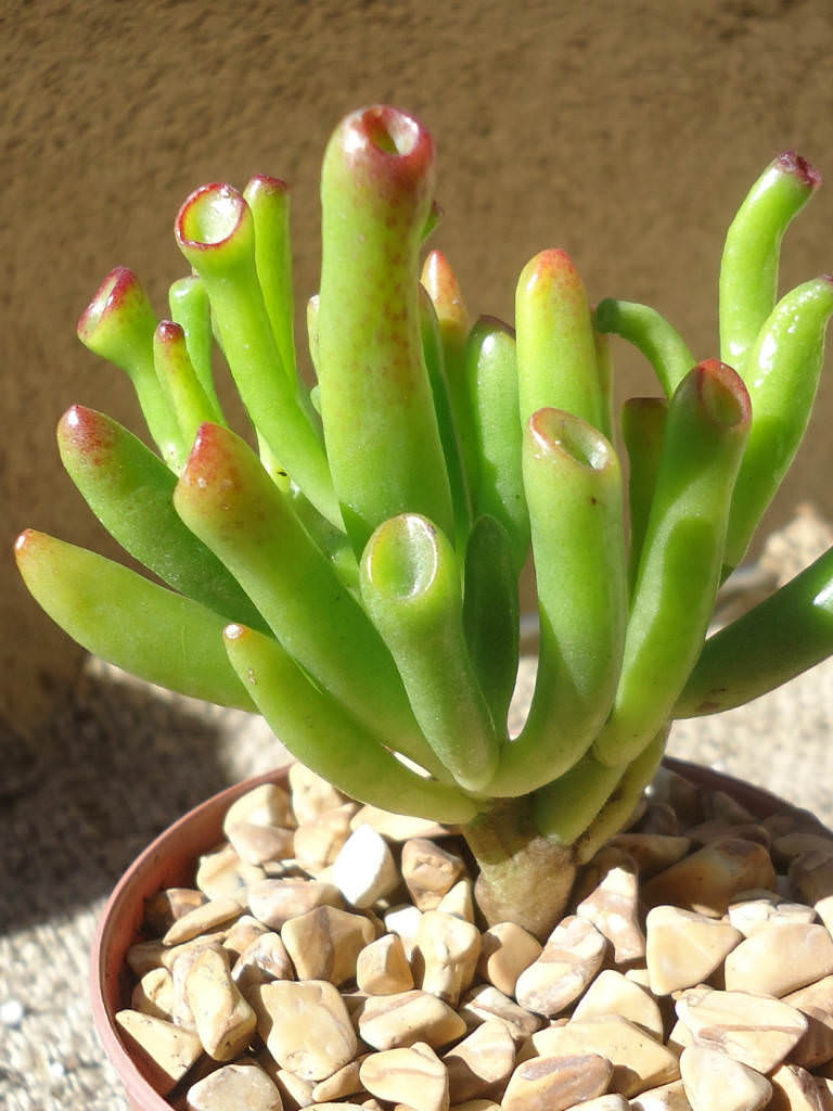 Crassula ovata'Gollum' Gollum Jade, Trumpet Jade, Hobbit's Pipe Jade World of Succulents ~ Sukkulenten Crassula Ovata Gollum Crassula ovata'Gollum' Gollum Jade, Trumpet Jade, Hobbit's Pipe Jade World of Succulents ~ 01154216_Sukkulenten Crassula Ovata Gollum