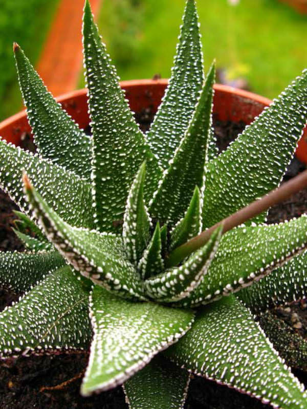 Haworthia-attenuata-var.-radula2.jpg