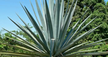 Agave tequilana – Blue Agave, Tequila Agave Agave tequilana (Tequila Agave)