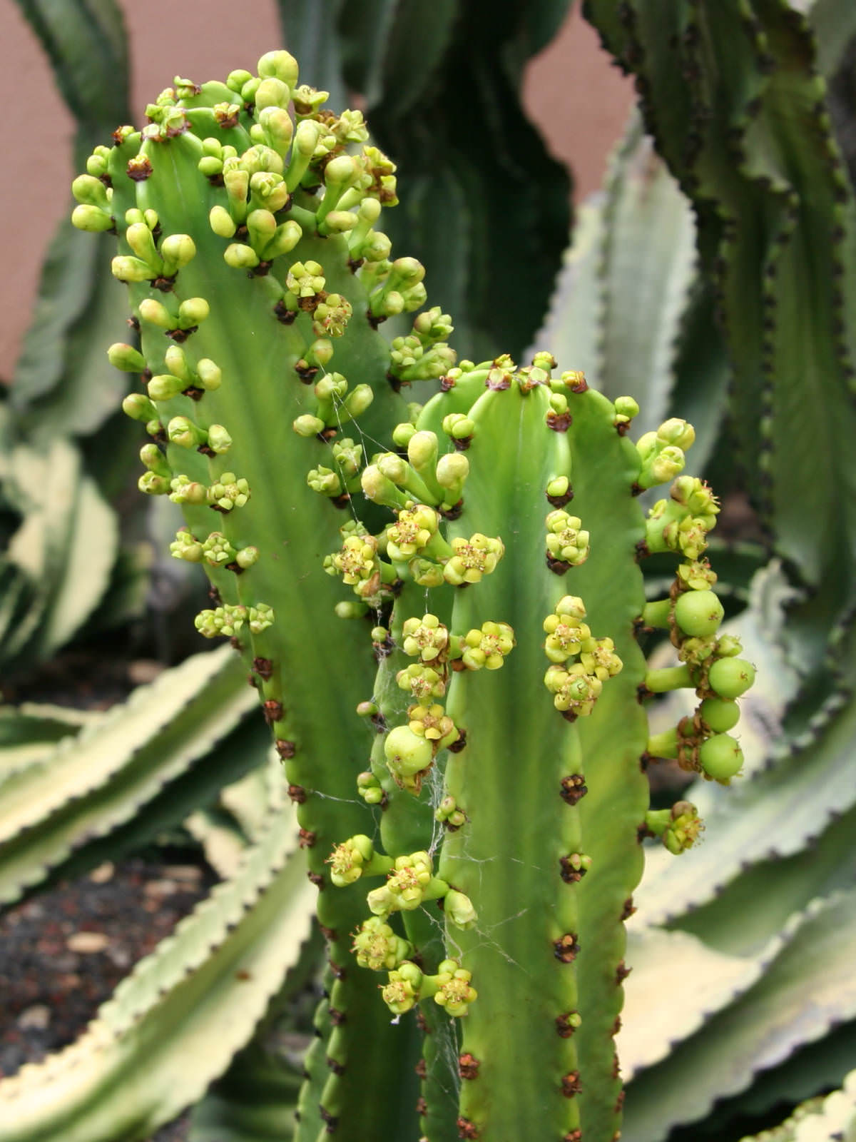 euphorbia ingens candelabra tree cactus spurge world euphorbia ingens candelabra tree cactus spurge world
