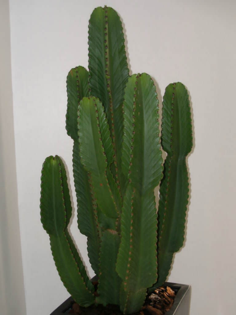 euphorbia ingens care images euphorbia ingens care images