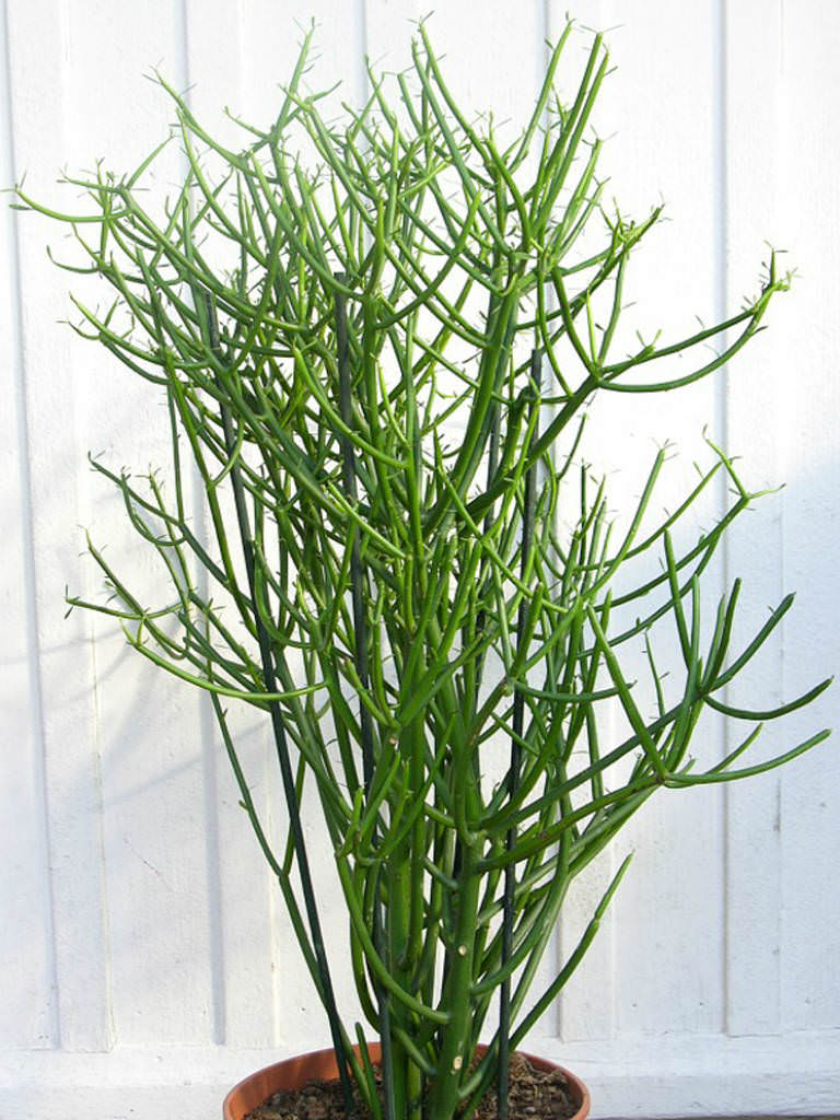 Euphorbia tirucalli Firestick Plants, Pencil Tree