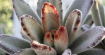 Kalanchoe tomentosa ‘Chocolate Soldier’ – Teddy Bear Cactus Kalanchoe tomentosa 'Chocolate Soldier'