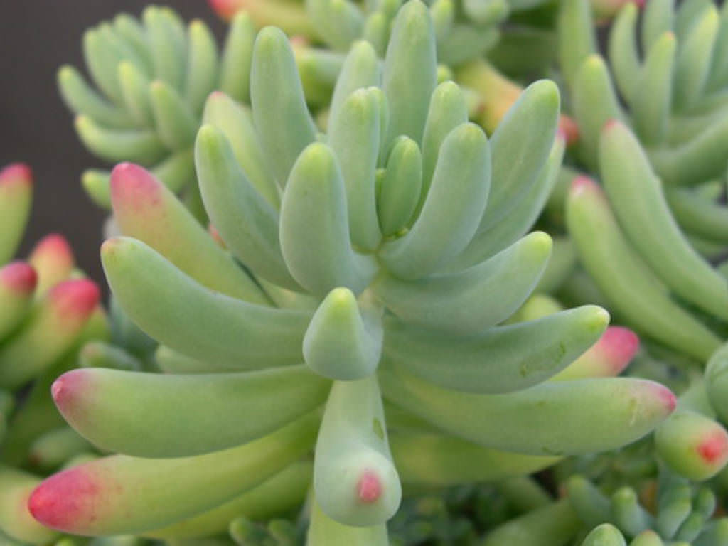 Sedum pachyphyllum (Many Fingers, Jelly Beans) World of Succulents