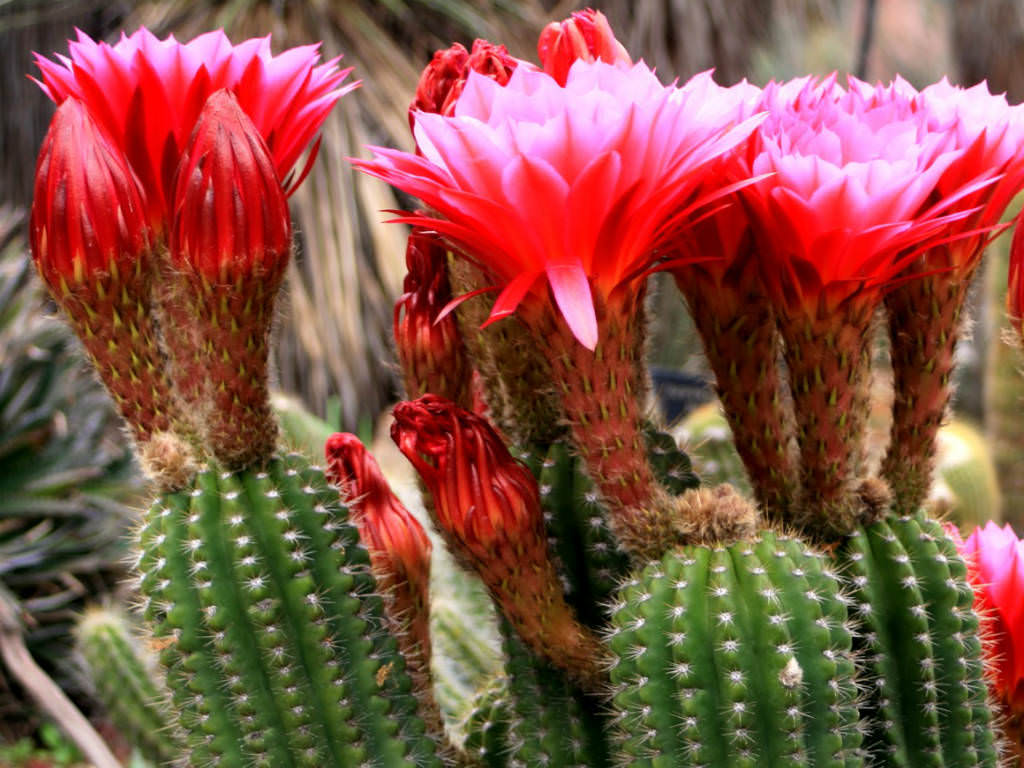 Echinopsis huascha (Red Torch Cactus) | World of Succulents
