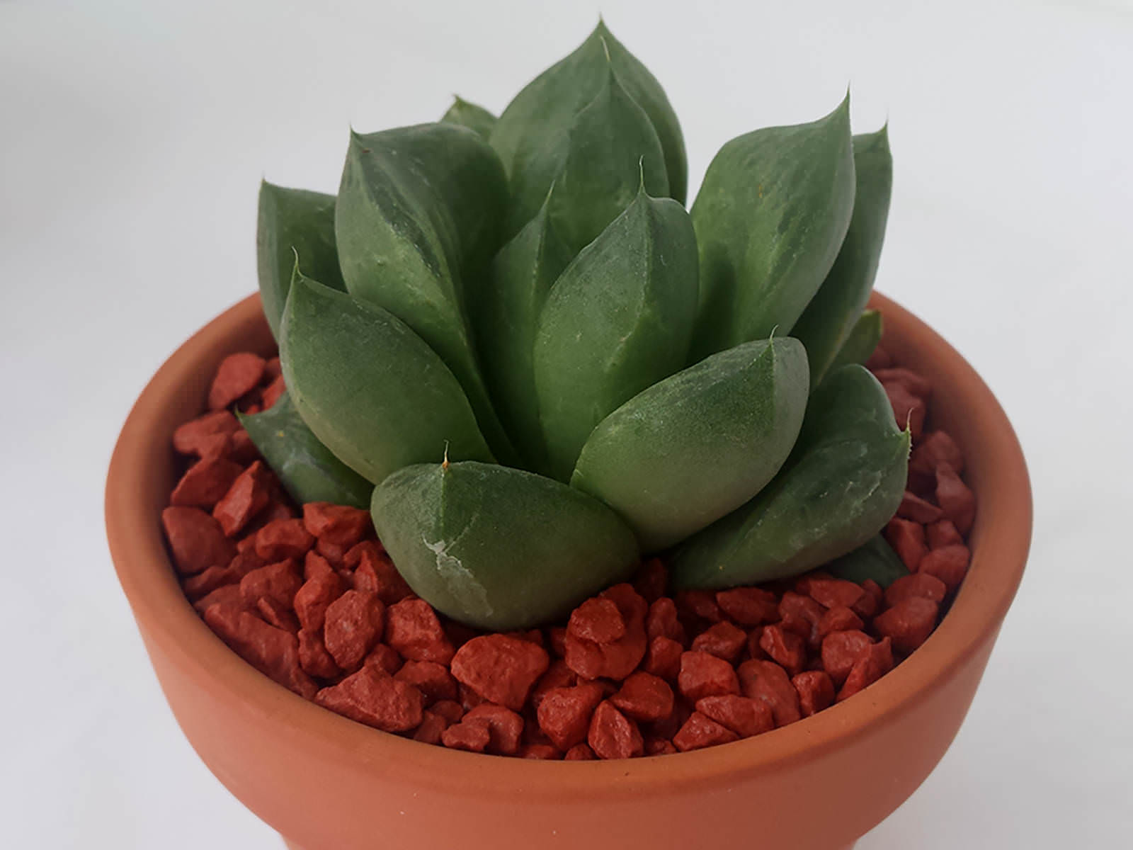 Haworthia cuspidata (Star Window Plant) World of Succulents