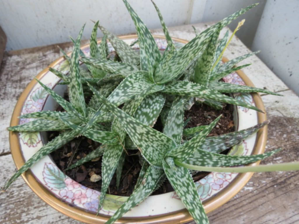 Aloe 'Lizard Lips' | World of Succulents