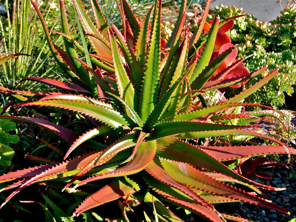 Aloe cameronii Red Aloe World of Succulents