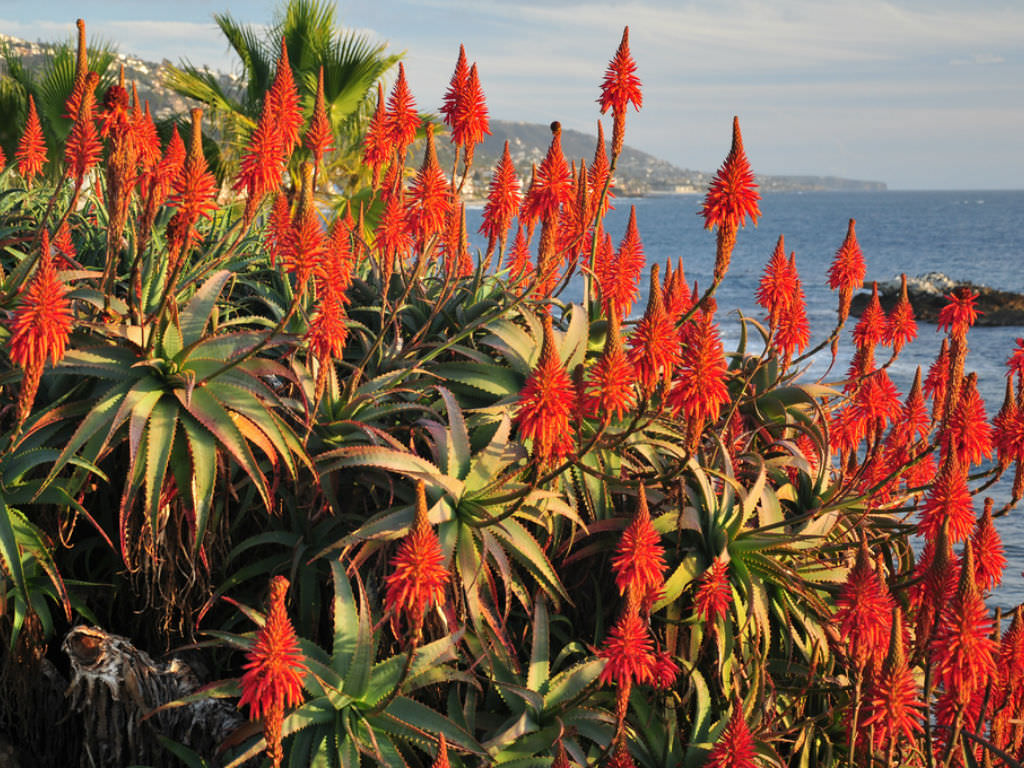 Aloe cameronii Red Aloe World of Succulents