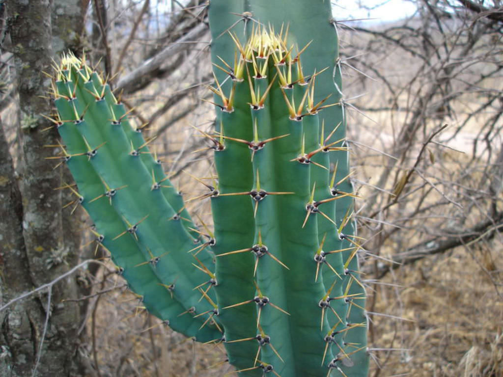 cereus validus world of succulents christmas cactus light requirements