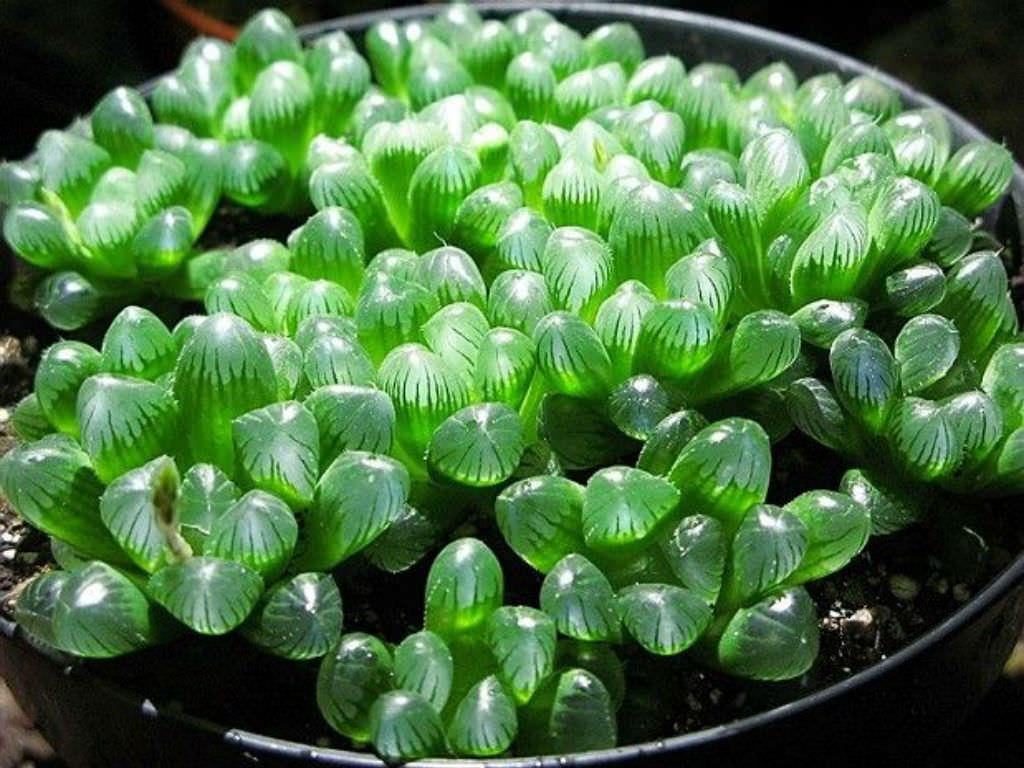 Haworthia cooperi var