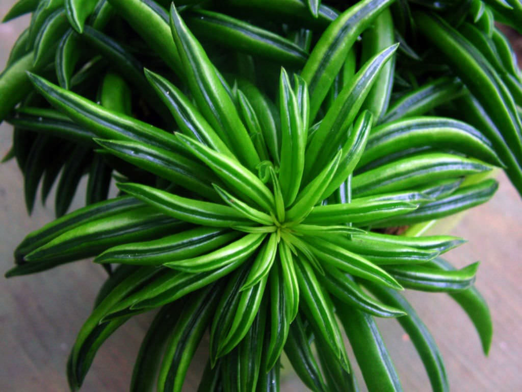 Peperomia ferreyrae Pincushion Peperomia World of