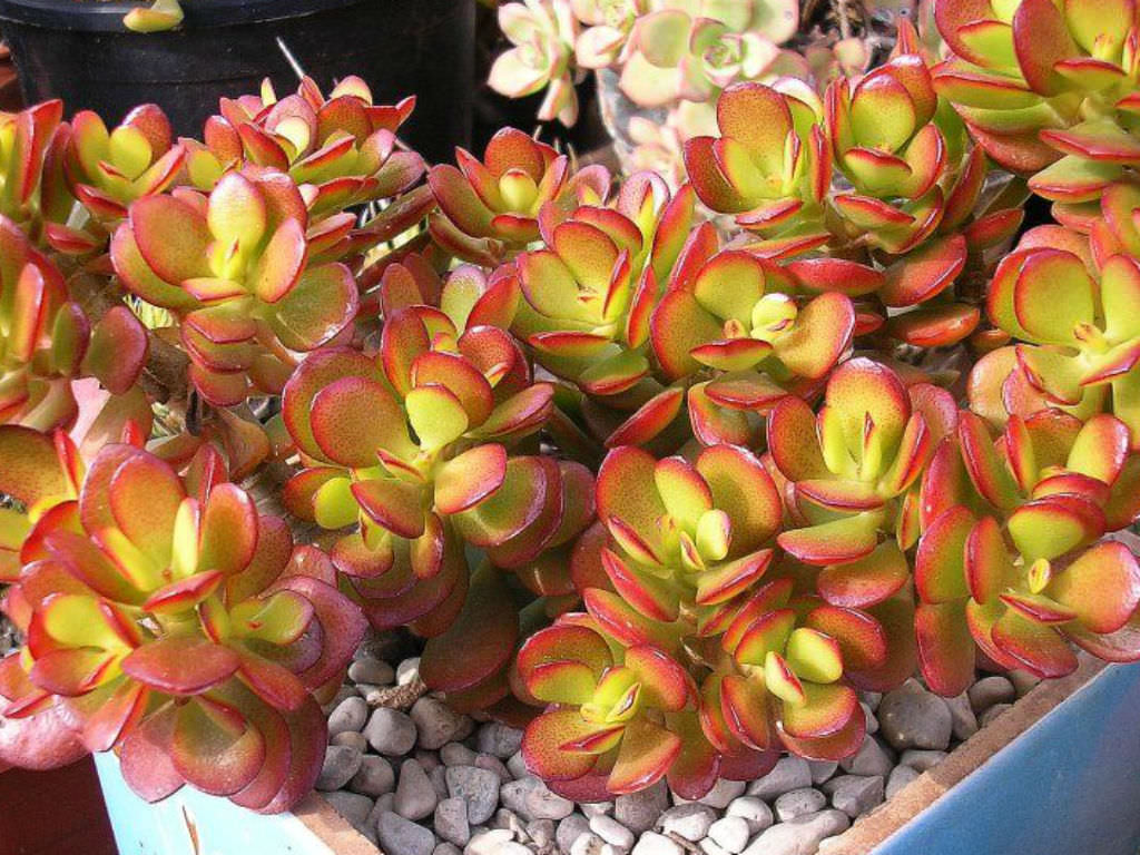 Crassula ovata �Crosbys Compact� Dwarf Jade Plant