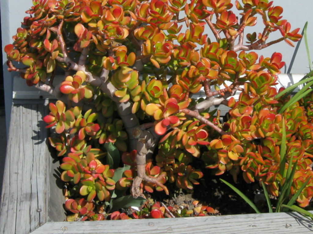 Crassula ovata �Crosbys Compact� Dwarf Jade Plant