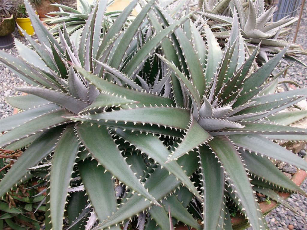 Dyckia platyphylla Wideleafed Dyckia World of Succulents