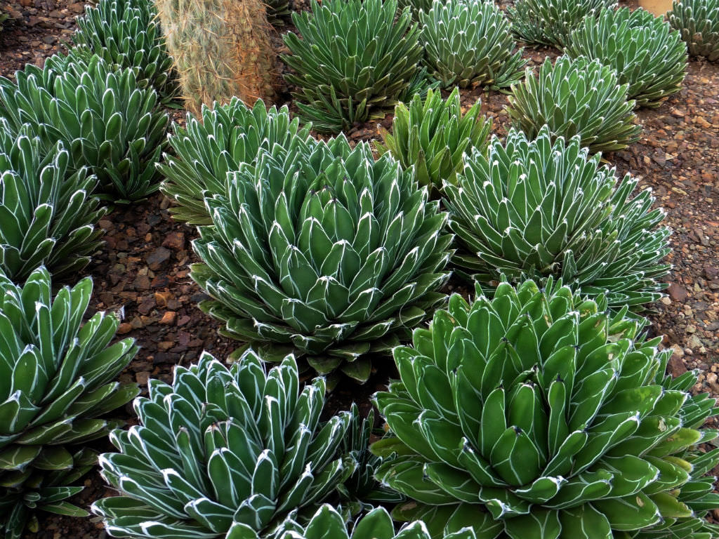 Agave victoriae-reginae - Queen Victoria Agave | World of ...