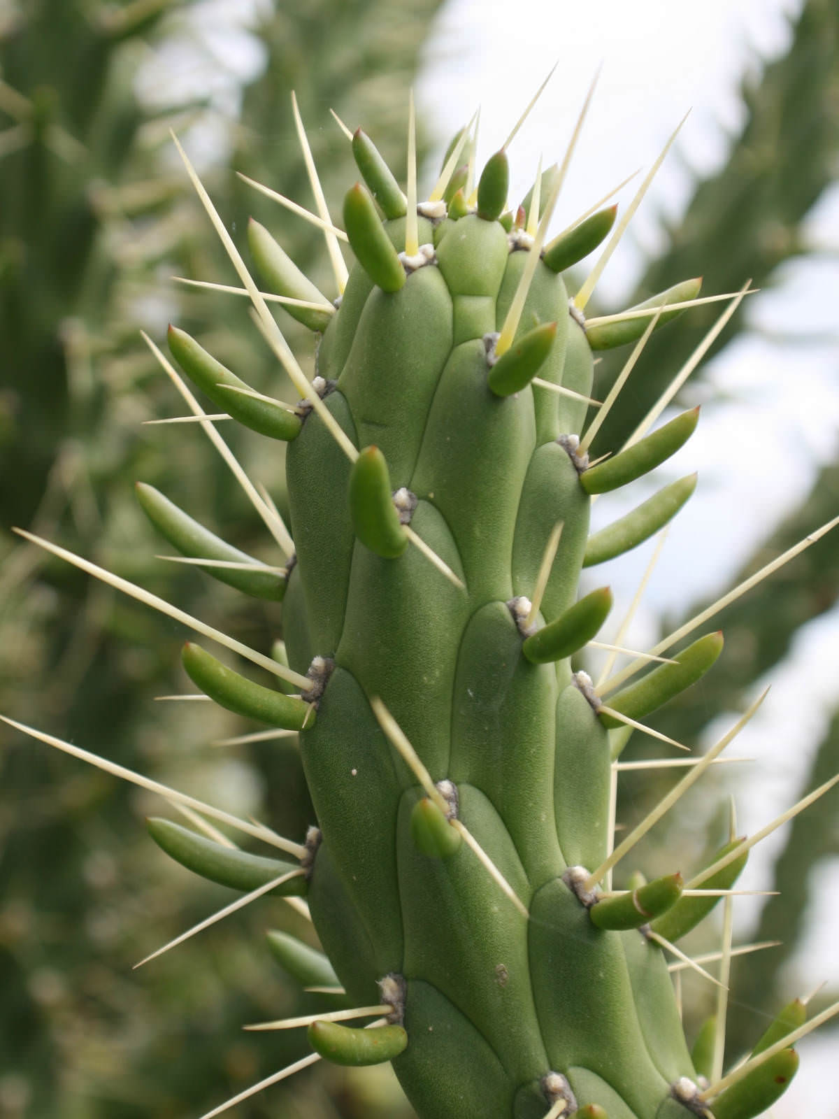 cactus pear