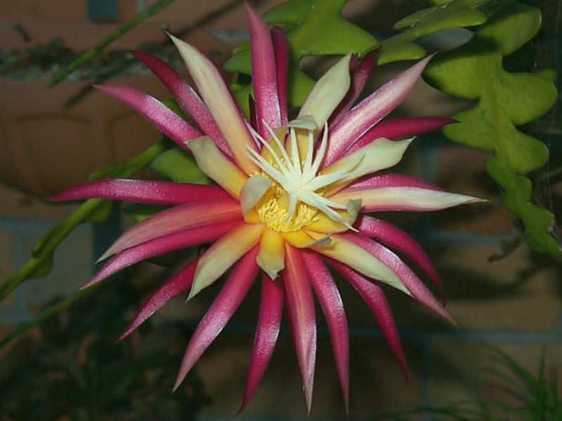 zigzag plant care zigzag plant care