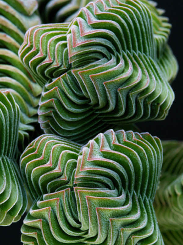 Crassula 'Buddha's Temple'  World of Succulents