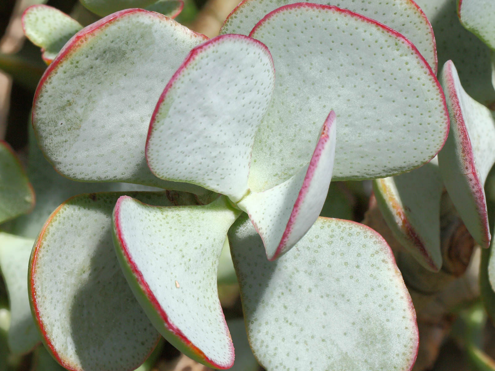Crassula arborescens - Silver Dollar Plant | World of ...