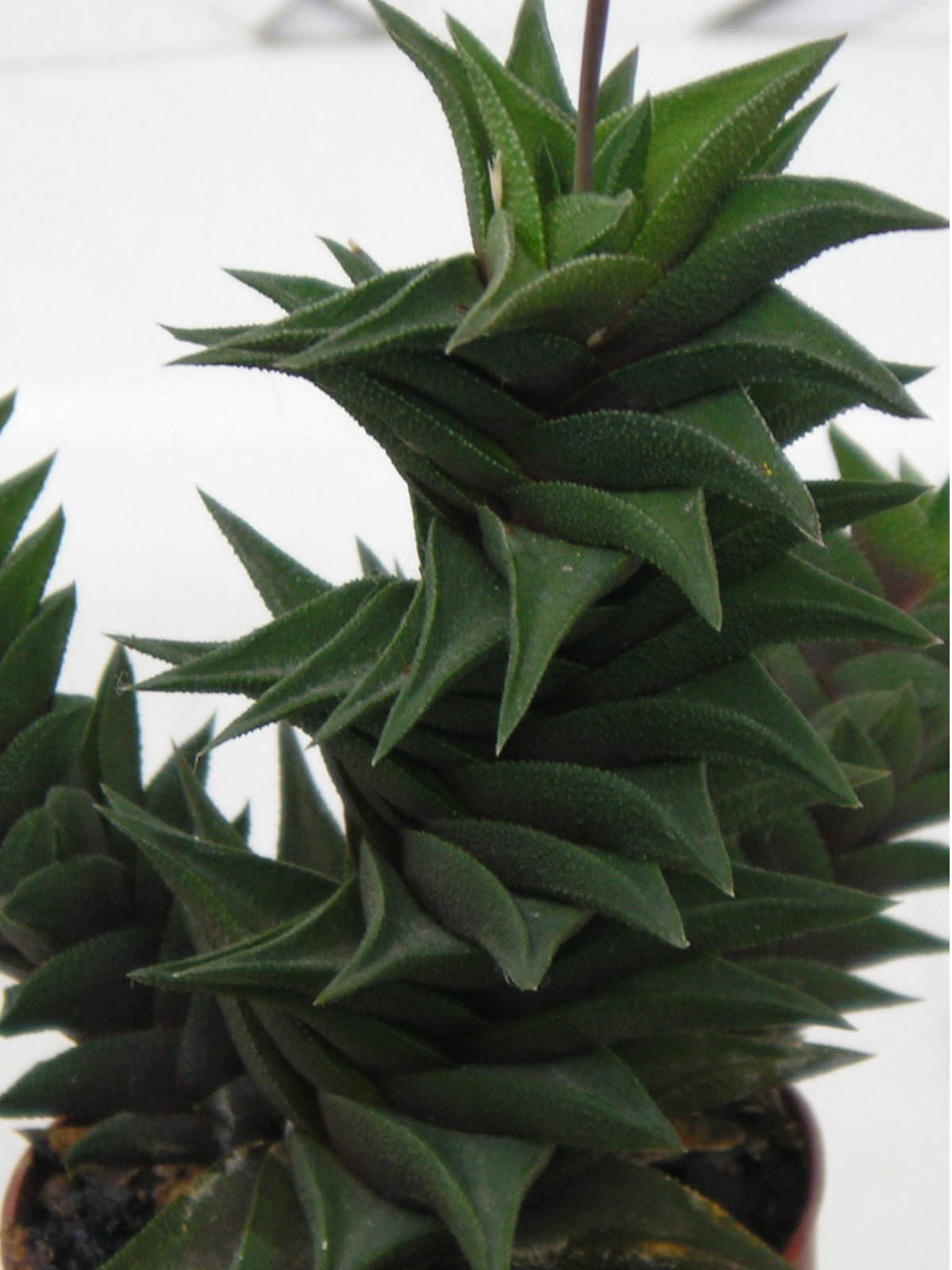 Haworthia viscosa | World of Succulents