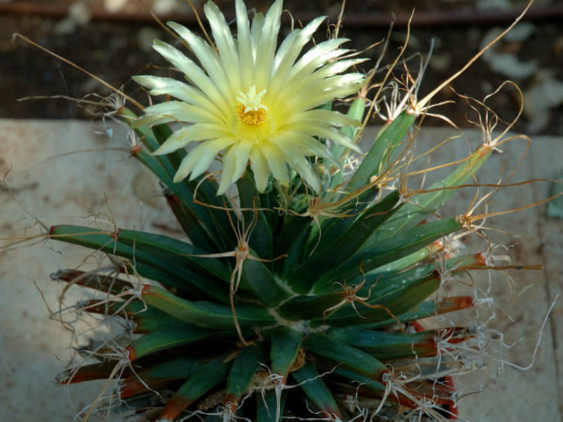 Semis de Leuchtenbergia (cactus) Leuchtenbergia-principis-Prism-Cactus1