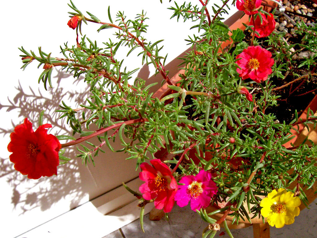Portulaca grandiflora Moss Rose Eleven OClock3