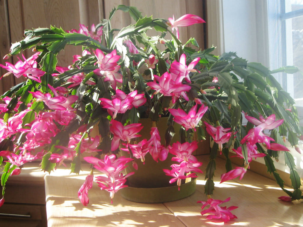 Christmas Cactus