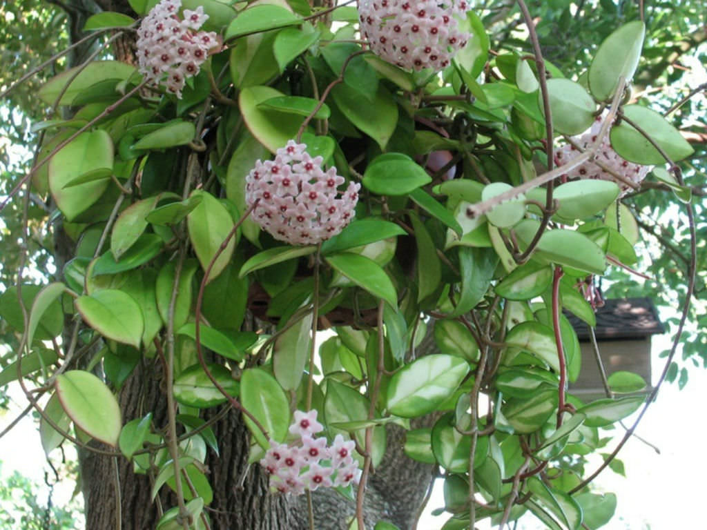 Hoya carnosa Wax Plant2