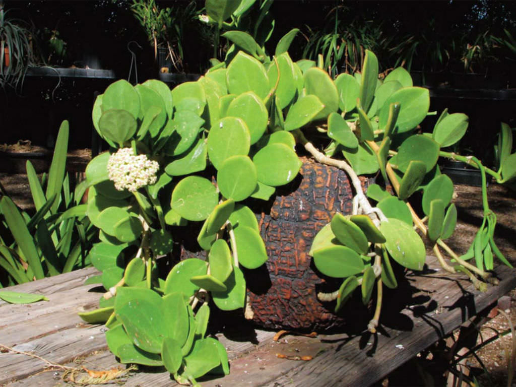 Hoya pachyclada Wax Plant1