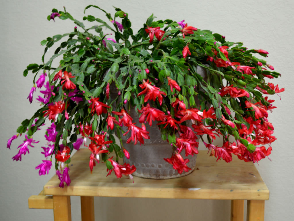 how to save a rotted christmas cactus world of succulents red christmas cactus